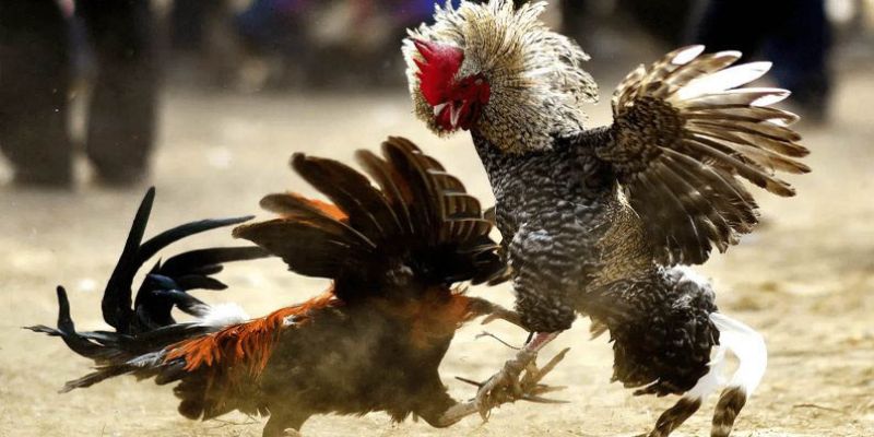 Các vấn đề cần quan tâm khi cá cược đá gà